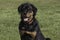 Portrait of a Rottweiler Puppy Sitting on a Blurred Lawn