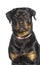 Portrait Rottweiler wearing a pink dog collar