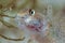 Portrait of Round goby, Neogobius melanostomus fish