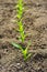 Portrait of row of green corn plant growing in a f