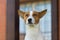 Portrait of royal basenji dog against the house it lives