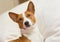 Portrait of royal basenji lying on soft cushion