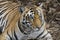 Portrait of Royal Bengal Tiger
