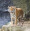 Portrait of a Royal Bengal tiger