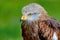 Portrait of a royal kite Milvus Milvus