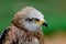 Portrait of a royal kite Milvus Milvus