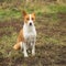 Portrait of royal mature basenji dog sitting proudly on an autumnal ground and looking at the camera