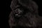 Portrait of Royal Poodle Dog Isolated on Black Background