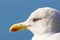 Portrait of a Royal seagull adult