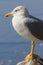 Portrait of a Royal seagull adult