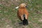 Portrait of ruddy shelduck (Tadorna ferruginea)