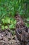 Portrait of a ruffed grouse