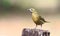 Portrait of a Rufous-bellied Thrush perched on a wooden stump