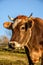 Portrait of rufous cow