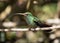 Portrait of Rufous-tailed Hummingbird, Panama