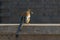 portrait of Rufous treepie bird