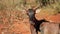 Portrait of ruminating tsessebe antelope
