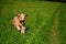 Portrait of running briard dog on meadow