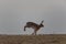 Portrait of running brown hare Lepus europaeus