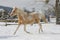 Portrait of running brown horse