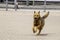 Portrait of Running brown puppy or Dog in Hong Kong