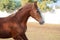 Portrait of running  chestnut beautiful Marwari mare in paddock. India