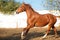 Portrait of running  chestnut beautiful Marwari mare in paddock. India