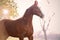 Portrait of running  chestnut Marwari mare. India