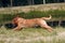 Portrait running Dogue de Bordeaux. Dog mastiff pet.