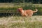 Portrait running Dogue de Bordeaux. Dog mastiff pet.
