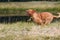 Portrait running Dogue de Bordeaux. Purebred French Mastiff dog.