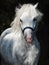 Portrait of running gray welsh pony at dark background