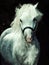 Portrait of running gray welsh pony at dark background