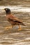 Portrait of a running Indian Myna