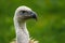 Portrait of a Ruppell`s Vulture