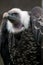 Portrait of a Ruppell`s Vulture or Ruppell`s Griffon Vulture Gyps Rueppelli