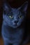 Portrait of Russian Blue Cat