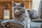 Portrait of russian blue cat with green eyes