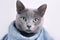 Portrait of a Russian blue cat with scarf on white background
