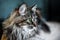 A portrait of the Russian Siberian cats. Close up. Copy space