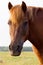 Portrait of rustic horse