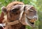 Portrait of s smiling camel