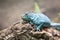 Portrait of sa blue iguana on a branch.