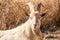 Portrait of a Saanen Billy Goat.