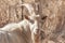 Portrait of Saanen Billy Goat Grazing