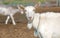 Portrait of Saanen Goat With Beard