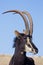 Portrait of Sable Antelope