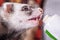 Portrait of sable ferret eating the vitamine paste