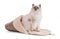 Portrait of sacred young cat of Burma in slipper