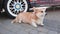 Portrait of sad cute emotional dog corgi, lying thoughtfully on floor near car